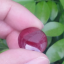 พลอย ทับทิม Ruby sapphire 53.085 กะรัต (Cts.) พลอยแท้ อัญมณีมงคลประจําวันเกิด เครื่องประดับพลอย