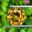 พลอย ซิทริน Citrine 10.32 กะรัต (Cts.) พลอยแท้ อัญมณีมงคลประจําวันเกิด เครื่องประดับพลอย