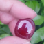 พลอย ทับทิม Ruby sapphire 53.085 กะรัต (Cts.) พลอยแท้ อัญมณีมงคลประจําวันเกิด เครื่องประดับพลอย