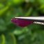 พลอย ทับทิม พม่า (Burmese Ruby Sapphire) 1.56 กะรัต พร้อมใบเซอร์ พลอยแท้ อัญมณีมงคลประจําวันเกิด เครื่องประดับพลอย