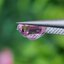พลอย ชมพู พิ้ง แซฟไฟร์ Pink Sapphire 1.17 กะรัต (Cts.) พลอยแท้ อัญมณีมงคลประจําวันเกิด เครื่องประดับพลอย