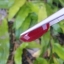 พลอย ทับทิม Ruby sapphire 13.60 กะรัต (Cts.) พลอยแท้ อัญมณีมงคลประจําวันเกิด เครื่องประดับพลอย