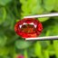 พลอย ทับทิม ซองเจีย Ruby Sapphire 2.66 กะรัต (Cts) พลอยแท้ อัญมณีมงคลประจําวันเกิด เครื่องประดับพลอย