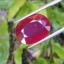 พลอย ทับทิม Ruby sapphire 13.60 กะรัต (Cts.) พลอยแท้ อัญมณีมงคลประจําวันเกิด เครื่องประดับพลอย
