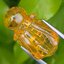 อำพัน แกะสลัก พญาตัวต่อ Wasp Natural Amber พลอยแท้ อัญมณีมงคลประจําวันเกิด เครื่องประดับพลอย