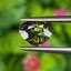 พลอย เขียวส่อง (Yellowish Green Sapphire) 1.58 กะรัต (Cts.) ดิบ (Unheated) พร้อมใบเซอร์ พลอยแท้ อัญมณีมงคลประจําวันเกิด เครื่องประดับพลอย