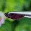 พลอย เพอเพิล แซฟไฟร์ สีม่วง Purple Sapphire ดิบ (Unheated) 2.05 กะรัต (Cts.) พร้อมใบเซอร์ พลอยแท้ อัญมณีมงคลประจําวันเกิด เครื่องประดับพลอย