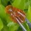 อำพัน แกะสลัก พญาตัวต่อ Wasp Natural Amber พลอยแท้ อัญมณีมงคลประจําวันเกิด เครื่องประดับพลอย