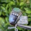 หยก พม่า แท้ Jade แหวนหยก (jadeite Ring) Size 60 ดิบ ไม่ผ่านการปรับปรุง (Type A) พม่า (Myanmar)