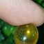พลอย เม็กซิกัน โอปอล Mexican Opal 10.8 กะรัต (Cts.) พลอยแท้ อัญมณีมงคลประจําวันเกิด เครื่องประดับพลอย