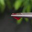 พลอย ทับทิม ซองเจีย Songea Ruby Sapphire 1.06 กะรัต (Cts.) พร้อมใบเซอร์ พลอยแท้ อัญมณีมงคลประจําวันเกิด เครื่องประดับพลอย