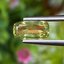 พลอย คริโซเบริล (Chrysoberyl) 1.52 กะรัต (Cts.) พลอยแท้ อัญมณีมงคลประจําวันเกิด เครื่องประดับพลอย