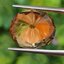 พลอย ซิทริน Citrine 12.11 กะรัต (Cts.) พลอยแท้ อัญมณีมงคลประจําวันเกิด เครื่องประดับพลอย