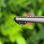 พลอย แซฟไฟร์ 2 สี Bi-Color Sapphire 1.03 กะรัต (Cts.) พลอยแท้ อัญมณีมงคลประจําวันเกิด เครื่องประดับพลอย