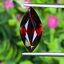 พลอย โกเมน Pyrope - Almandite Garnet 5.50 กะรัต (Cts.) พลอยแท้ อัญมณีมงคลประจําวันเกิด เครื่องประดับพลอย