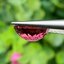 พลอย ชมพู พิ้งค์ ทัวร์มารีน (Pink Tourmaline) 3.94 กะรัต (Cts.) อัญมณีมงคลประจําวันเกิด เครื่องประดับพลอย