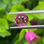 พลอย ทับทิม (Ruby Sapphire) 0.99 กะรัต (Cts.) พลอยแท้ อัญมณีมงคลประจําวันเกิด เครื่องประดับพลอย