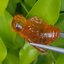 อำพัน แกะสลัก พญาตัวต่อ Wasp Natural Amber พลอยแท้ อัญมณีมงคลประจําวันเกิด เครื่องประดับพลอย