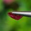 พลอย ทับทิม Ruby sapphire 0.55 กะรัต (Cts) ดิบ Unheated พลอยแท้ อัญมณีมงคลประจําวันเกิด เครื่องประดับพลอย