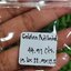 ไหมทอง ควอตซ์ Golden Rutilated Quartz 44.91 กะรัต Cts.พลอยแท้ อัญมณีมงคลประจําวันเกิด เครื่องประดับพลอย