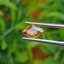 พลอย บุษราคัม yellow sapphire 1.29 กะรัต (Cts.) ดิบ พร้อมใบเซอร์ พลอยแท้ อัญมณีมงคลประจําวันเกิด เครื่องประดับพลอย
