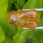 อำพัน แกะสลัก พญาตัวต่อ Wasp Natural Amber พลอยแท้ อัญมณีมงคลประจําวันเกิด เครื่องประดับพลอย