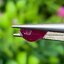 พลอย ทับทิม พม่า (Burmese Ruby Sapphire) 1.62 กะรัต พลอยแท้ อัญมณีมงคลประจําวันเกิด เครื่องประดับพลอย