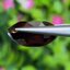 พลอย โกเมน Pyrope - Almandite Garnet 9.69 กะรัต (Cts.) พลอยแท้ อัญมณีมงคลประจําวันเกิด เครื่องประดับพลอย