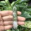 J05C0030 หยก พม่า แท้ Jade กำไลหยก 58 มม. (Jade bracelet) พม่า (Myanmar)