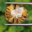 พลอย ซิทริน Citrine 12.11 กะรัต (Cts.) พลอยแท้ อัญมณีมงคลประจําวันเกิด เครื่องประดับพลอย