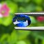 พลอย ไพลิน Blue Sapphire 1.10 กะรัต (Cts.) พลอยแท้ อัญมณีมงคลประจําวันเกิด เครื่องประดับพลอย