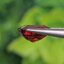 พลอย สเปสซาร์ไทต์ Spessartite Garnet 1.44 กะรัต Cts.พลอยแท้ อัญมณีมงคลประจําวันเกิด เครื่องประดับพลอย