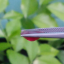 พลอย ทับทิม Ruby sapphire 3.49 กะรัต (Cts.) VS พลอยแท้ อัญมณีมงคลประจําวันเกิด เครื่องประดับพลอย