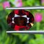 พลอย โกเมน Pyrope - Almandite Garnet 5.65 กะรัต (Cts.) พลอยแท้ อัญมณีมงคลประจําวันเกิด เครื่องประดับพลอย