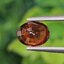 พลอย สเปสซาร์ไทต์ Spessartite Garnet 1.44 กะรัต Cts.พลอยแท้ อัญมณีมงคลประจําวันเกิด เครื่องประดับพลอย
