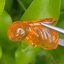อำพัน แกะสลัก พญาตัวต่อ Wasp Natural Amber พลอยแท้ อัญมณีมงคลประจําวันเกิด เครื่องประดับพลอย