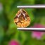 พลอย เพทาย (Zircon) 1.07 กะรัต (Cts.) พลอยแท้ อัญมณีมงคลประจําวันเกิด เครื่องประดับพลอย