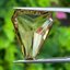 พลอย ซิทริน Citrine 10.96 กะรัต (Cts.) พลอยแท้ อัญมณีมงคลประจําวันเกิด เครื่องประดับพลอย