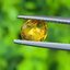 พลอย บุษราคัม yellow sapphire 1.33 กะรัต (Cts.) พลอยแท้ อัญมณีมงคลประจําวันเกิด เครื่องประดับพลอย