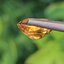 พลอย บุษราคัม yellow sapphire 2.66 กะรัต (Cts.) พลอยแท้ อัญมณีมงคลประจําวันเกิด เครื่องประดับพลอย