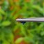 พลอย ไพลิน Blue Sapphire 1.38 กะรัต (Cts.) พลอยแท้ อัญมณีมงคลประจําวันเกิด เครื่องประดับพลอย