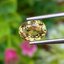 พลอย คริโซเบริล (Chrysoberyl) 1.83 กะรัต (Cts.) พลอยแท้ อัญมณีมงคลประจําวันเกิด เครื่องประดับพลอย