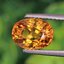 พลอย บุษราคัม yellow sapphire 2.66 กะรัต (Cts.) พลอยแท้ อัญมณีมงคลประจําวันเกิด เครื่องประดับพลอย