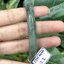 J05C0049 หยก พม่า แท้ Jade กำไลหยก 63.2 มม (Jade bracelet) พม่า (Myanmar)