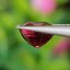 พลอย โรโดไลต์ กาเน็ท Rhodolite Garnet 1.75 กะรัต Cts.พลอยแท้ อัญมณีมงคลประจําวันเกิด เครื่องประดับพลอย