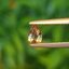 พลอย อเล็กซานไดร์ (Natural Alexandrite Chrysoberyl) 0.43 กะรัต (Cts.) ดิบ (Unheated) พร้อมใบเซอร์ พลอยแท้ อัญมณีมงคลประจําวันเกิด เครื่องประดับพลอย
