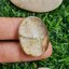 โป่งข่าม ควอตซ์ Rutilated Quartz 61.87 กะรัต Cts. พลอยแท้ อัญมณีมงคลประจําวันเกิด เครื่องประดับพลอย