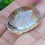 โป่งข่าม ควอตซ์ Rutilated Quartz 78.96 กะรัต Cts. พลอยแท้ อัญมณีมงคลประจําวันเกิด เครื่องประดับพลอย