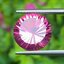 พลอย ชมพู พิ้งค์ โทแพซ Pink Topaz 7.35 กะรัต พลอยแท้ อัญมณีมงคลประจําวันเกิด เครื่องประดับพลอย