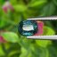 พลอย เขียวส่อง (Green Sapphire) 1.27 กะรัต (Cts.) ดิบ พลอยแท้ อัญมณีมงคลประจําวันเกิด เครื่องประดับพลอย
